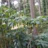 Fotografia 12 da espécie Brugmansia arborea do Jardim Botânico UTAD