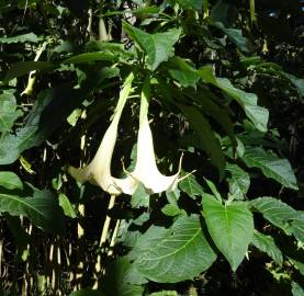 Fotografia da espécie Brugmansia arborea