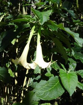 Fotografia 13 da espécie Brugmansia arborea no Jardim Botânico UTAD