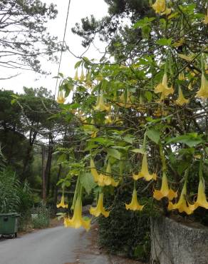 Fotografia 8 da espécie Brugmansia versicolor no Jardim Botânico UTAD