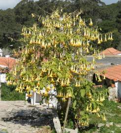 Fotografia da espécie Brugmansia versicolor