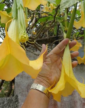 Fotografia 10 da espécie Brugmansia versicolor no Jardim Botânico UTAD