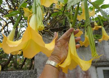 Fotografia da espécie Brugmansia versicolor