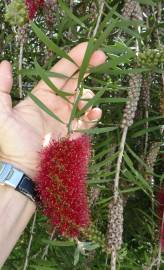 Fotografia da espécie Callistemon rigidus