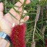 Fotografia 16 da espécie Callistemon rigidus do Jardim Botânico UTAD