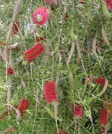 Fotografia da espécie Callistemon rigidus