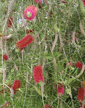 Fotografia 18 da espécie Callistemon rigidus no Jardim Botânico UTAD