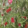 Fotografia 18 da espécie Callistemon rigidus do Jardim Botânico UTAD