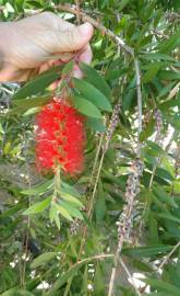 Fotografia da espécie Callistemon speciosus