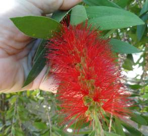 Fotografia da espécie Callistemon speciosus