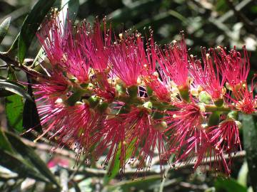 Fotografia da espécie Callistemon speciosus