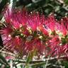 Fotografia 4 da espécie Callistemon speciosus do Jardim Botânico UTAD