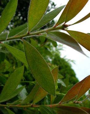 Fotografia 5 da espécie Callistemon speciosus no Jardim Botânico UTAD