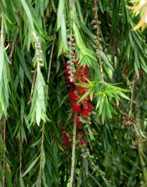 Fotografia 6 da espécie Callistemon speciosus no Jardim Botânico UTAD