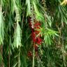 Fotografia 6 da espécie Callistemon speciosus do Jardim Botânico UTAD