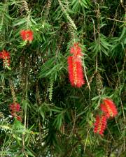 Fotografia da espécie Callistemon speciosus