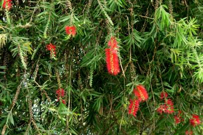 Fotografia da espécie Callistemon speciosus