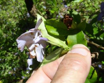 Fotografia da espécie Brunfelsia latifolia
