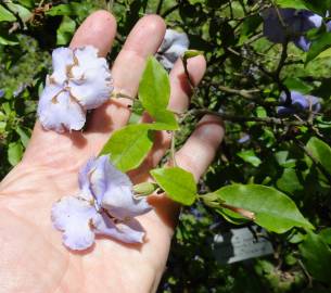 Fotografia da espécie Brunfelsia latifolia