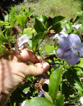 Fotografia 4 da espécie Brunfelsia latifolia no Jardim Botânico UTAD