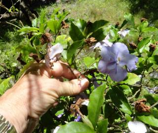 Fotografia da espécie Brunfelsia latifolia