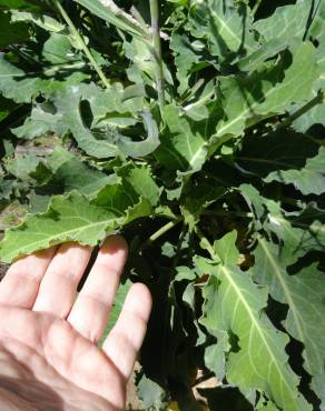 Fotografia 1 da espécie Brassica insularis no Jardim Botânico UTAD