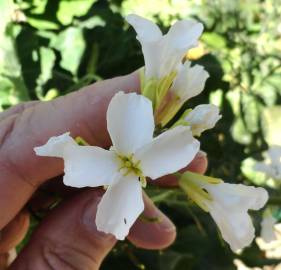 Fotografia da espécie Brassica insularis