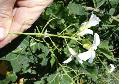 Fotografia da espécie Brassica insularis