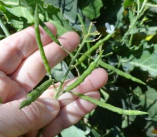 Fotografia da espécie Brassica insularis