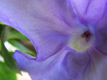 Fotografia da espécie Brunfelsia latifolia