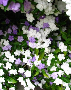 Fotografia 6 da espécie Brunfelsia latifolia no Jardim Botânico UTAD