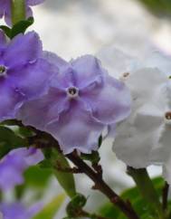 Brunfelsia latifolia