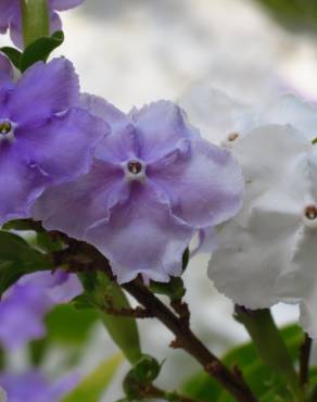 Fotografia 1 da espécie Brunfelsia latifolia no Jardim Botânico UTAD