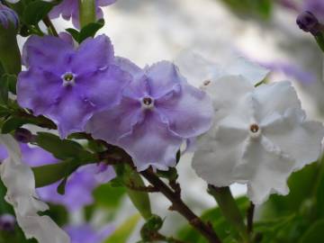 Fotografia da espécie Brunfelsia latifolia