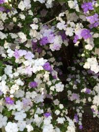 Fotografia da espécie Brunfelsia latifolia