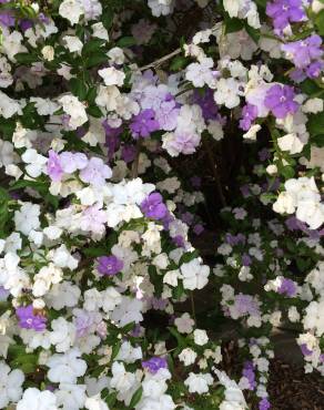 Fotografia 7 da espécie Brunfelsia latifolia no Jardim Botânico UTAD