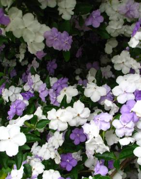 Fotografia 9 da espécie Brunfelsia latifolia no Jardim Botânico UTAD