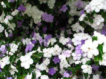 Fotografia da espécie Brunfelsia latifolia