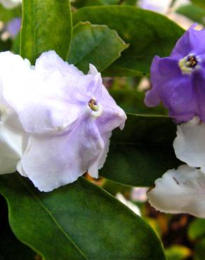 Fotografia 10 da espécie Brunfelsia latifolia no Jardim Botânico UTAD