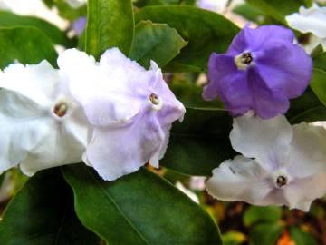 Fotografia da espécie Brunfelsia latifolia