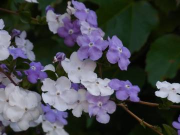 Fotografia da espécie Brunfelsia latifolia