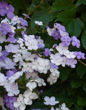 Fotografia 12 da espécie Brunfelsia latifolia no Jardim Botânico UTAD