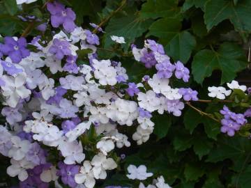 Fotografia da espécie Brunfelsia latifolia