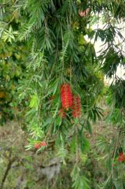 Fotografia da espécie Callistemon speciosus