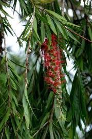 Fotografia da espécie Callistemon speciosus