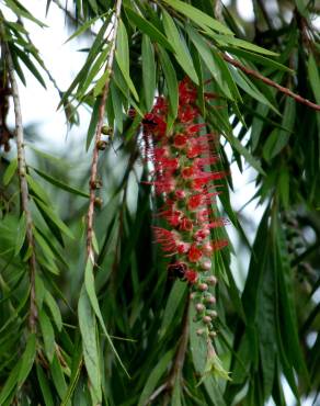 Fotografia 8 da espécie Callistemon speciosus no Jardim Botânico UTAD