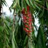 Fotografia 8 da espécie Callistemon speciosus do Jardim Botânico UTAD