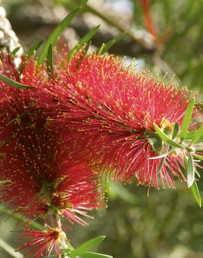 Fotografia 9 da espécie Callistemon speciosus no Jardim Botânico UTAD