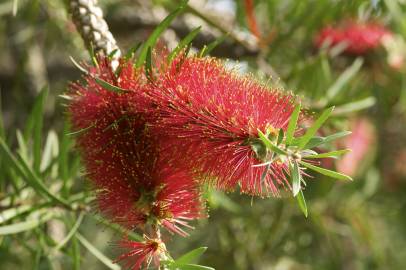 Fotografia da espécie Callistemon speciosus