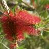 Fotografia 9 da espécie Callistemon speciosus do Jardim Botânico UTAD